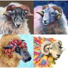 sheep coasters